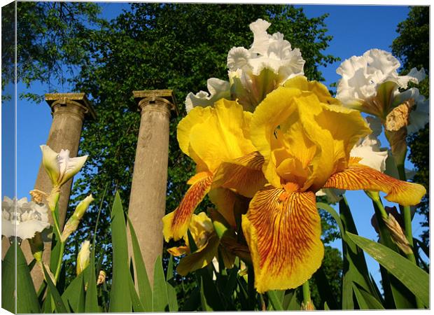 Twin Columns and Iris blooms Canvas Print by David Kesterson