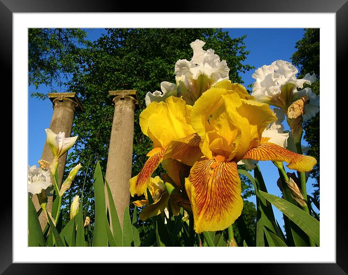 Twin Columns and Iris blooms Framed Mounted Print by David Kesterson