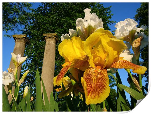 Twin Columns and Iris blooms Print by David Kesterson