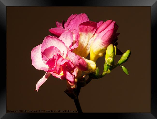 Tulips Bulbs Framed Print by Keith Thorburn EFIAP/b