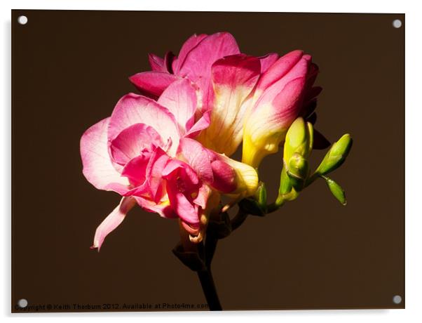 Tulips Bulbs Acrylic by Keith Thorburn EFIAP/b