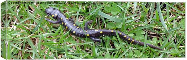 Spotted Salamander Canvas Print by Peter Castine