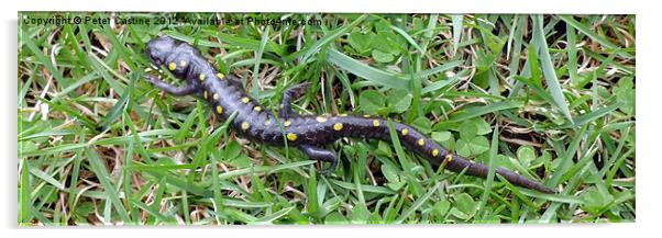 Spotted Salamander Acrylic by Peter Castine