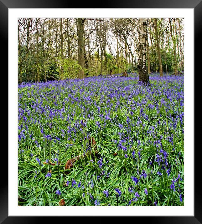 Bluebell Carpet Framed Mounted Print by Sandi-Cockayne ADPS