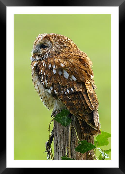 Tawny Owl Portrait Framed Mounted Print by George Cox