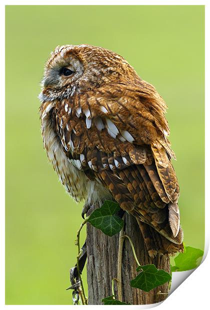 Tawny Owl Portrait Print by George Cox