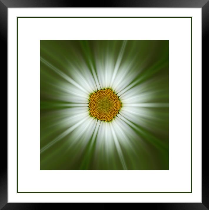 daisy zoom Framed Mounted Print by Heather Newton