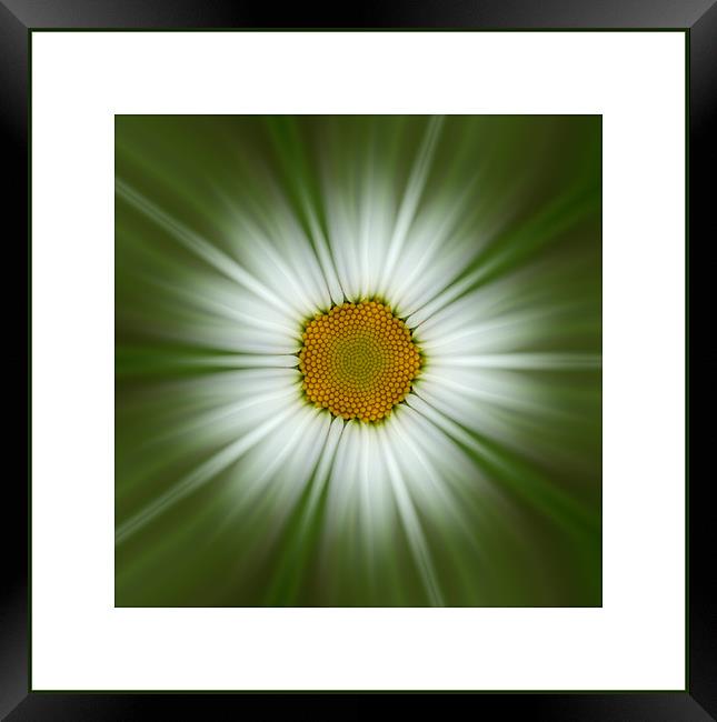 daisy zoom Framed Print by Heather Newton