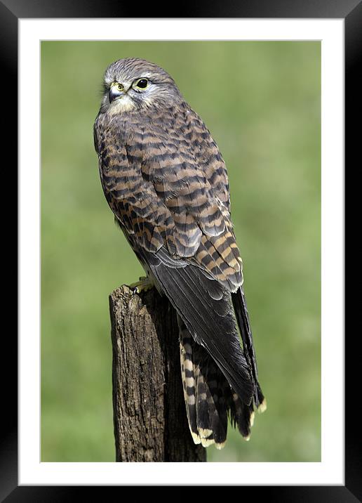 Kestrel on a Post Framed Mounted Print by George Cox