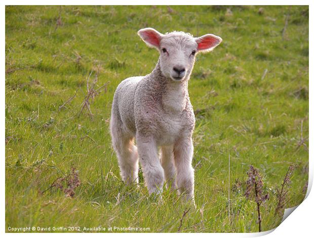 Spring Lamb Print by David Griffin