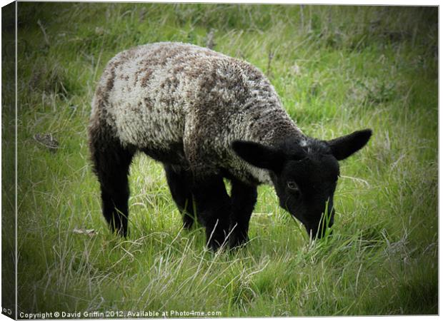 Spring Lamb 2 Canvas Print by David Griffin
