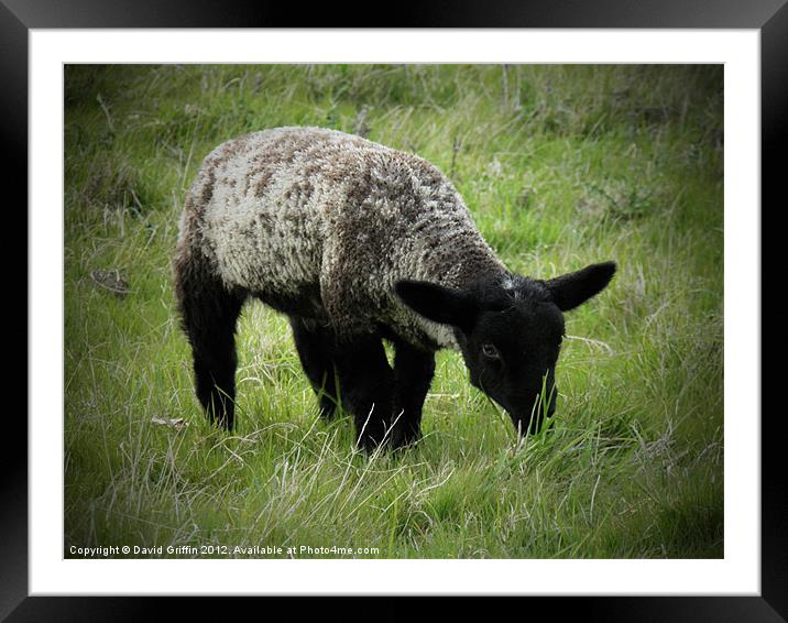 Spring Lamb 2 Framed Mounted Print by David Griffin