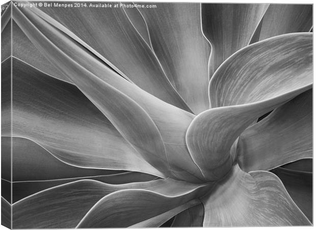 Agave Shadows and Light Canvas Print by Bel Menpes