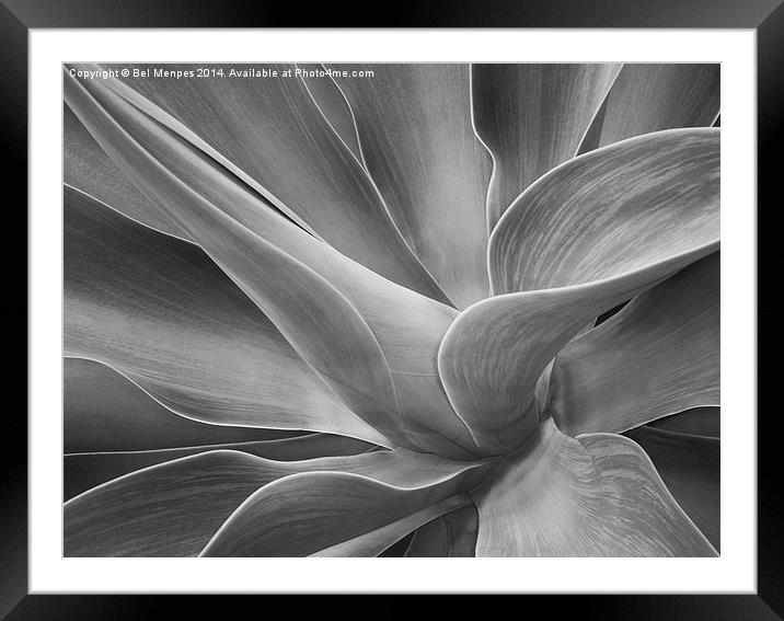Agave Shadows and Light Framed Mounted Print by Bel Menpes