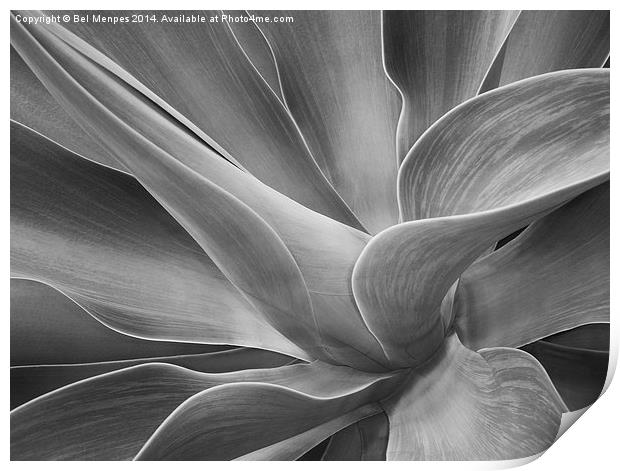 Agave Shadows and Light Print by Bel Menpes