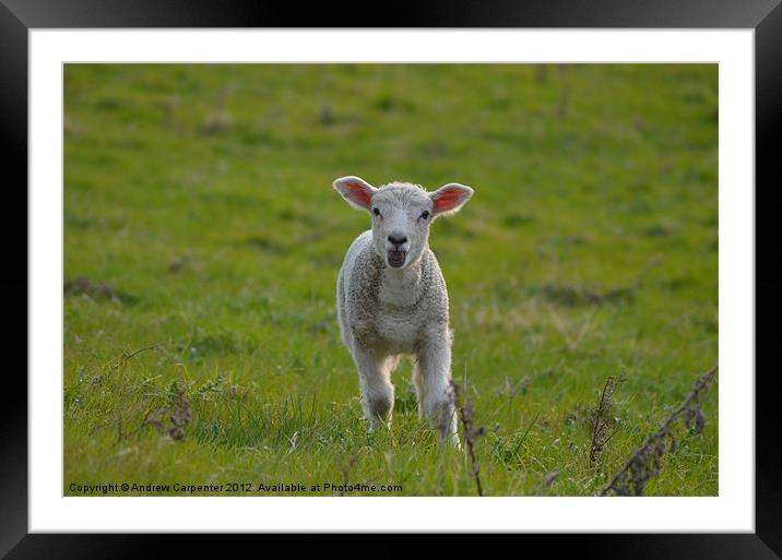 Spring Lamb Calling Framed Mounted Print by Andrew Carpenter