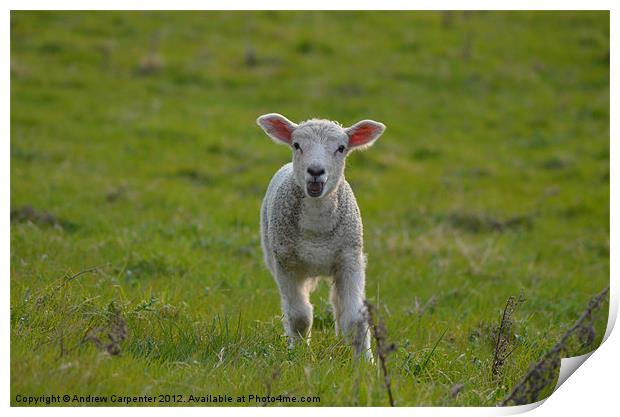 Spring Lamb Calling Print by Andrew Carpenter