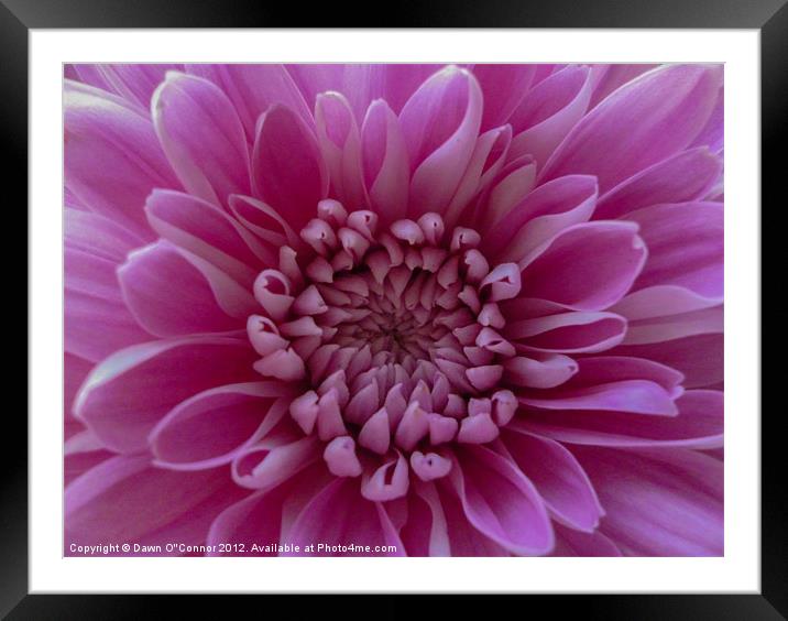 Purple Flower Framed Mounted Print by Dawn O'Connor