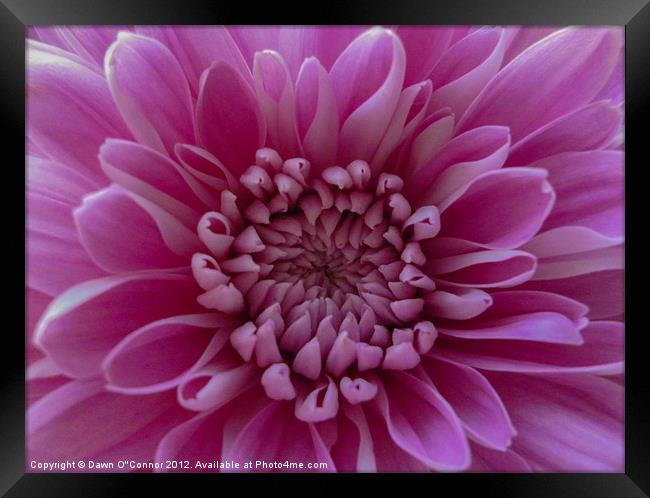 Purple Flower Framed Print by Dawn O'Connor