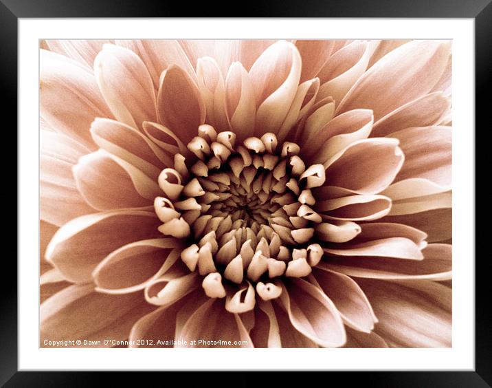Pale Pink Flower Framed Mounted Print by Dawn O'Connor