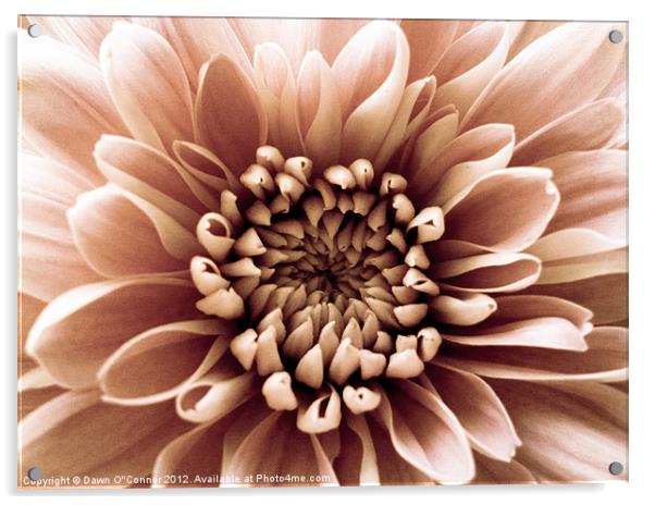 Pale Pink Flower Acrylic by Dawn O'Connor
