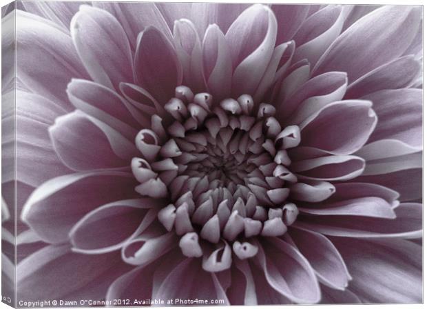 Pale Purple Flower Canvas Print by Dawn O'Connor