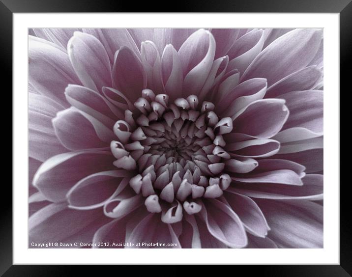 Pale Purple Flower Framed Mounted Print by Dawn O'Connor