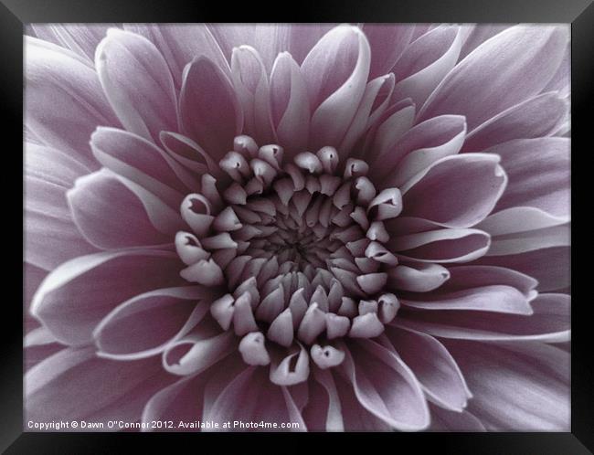 Pale Purple Flower Framed Print by Dawn O'Connor