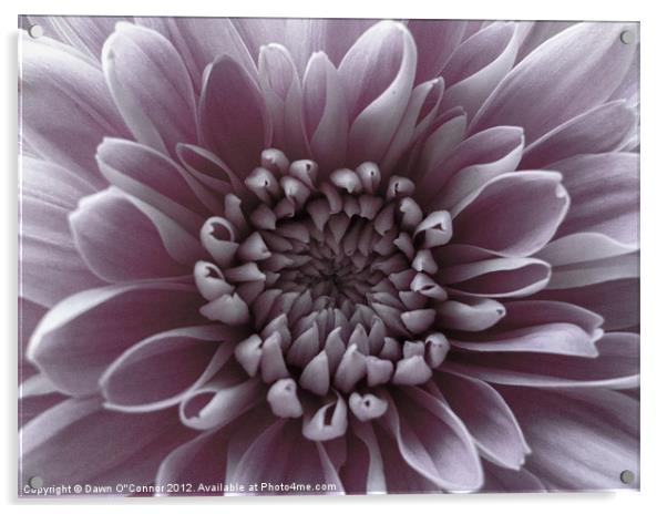 Pale Purple Flower Acrylic by Dawn O'Connor