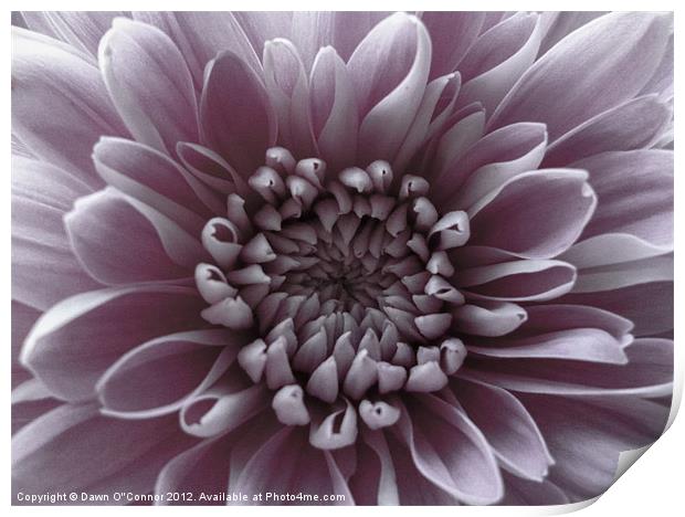 Pale Purple Flower Print by Dawn O'Connor