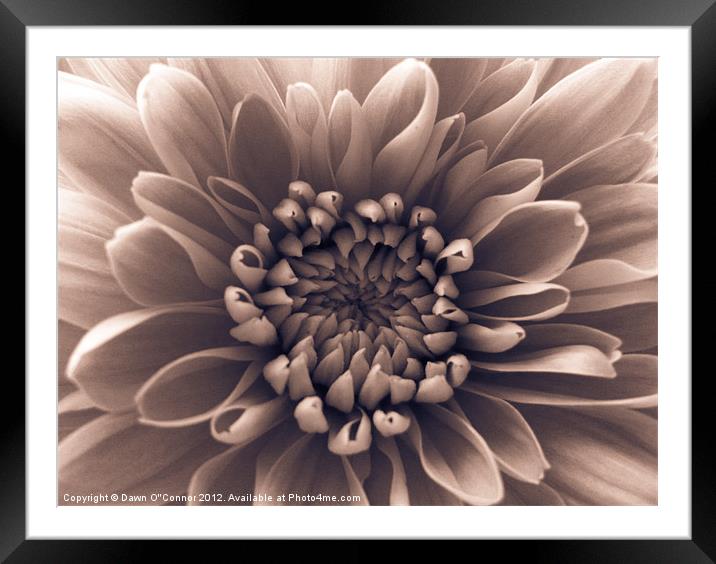 Brown Flower Framed Mounted Print by Dawn O'Connor