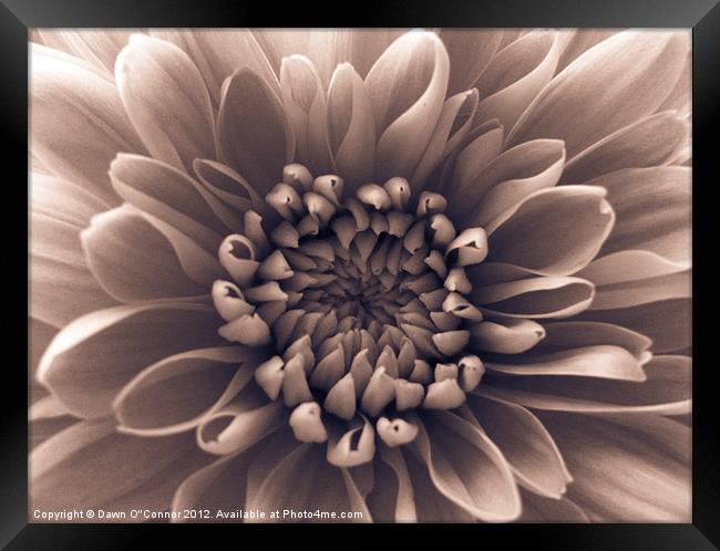 Brown Flower Framed Print by Dawn O'Connor