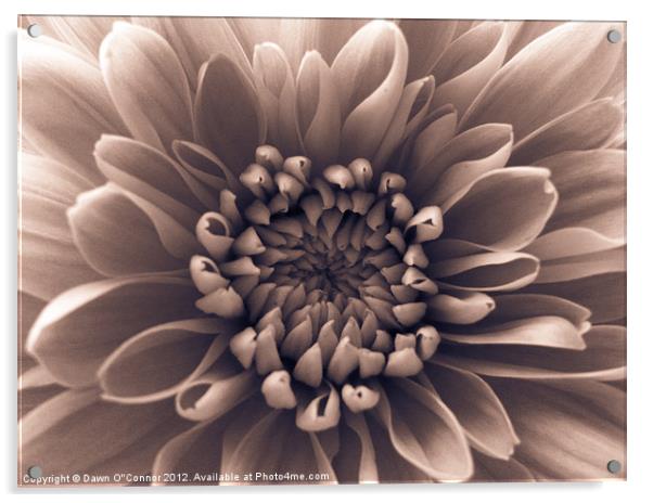 Brown Flower Acrylic by Dawn O'Connor