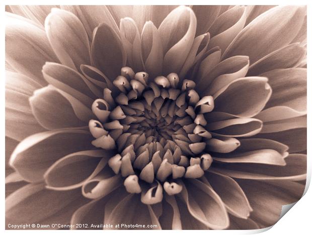 Brown Flower Print by Dawn O'Connor