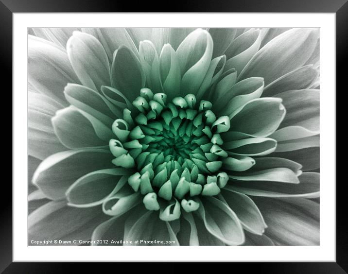 Green and White Flower Framed Mounted Print by Dawn O'Connor