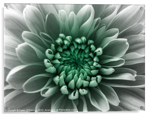 Green and White Flower Acrylic by Dawn O'Connor