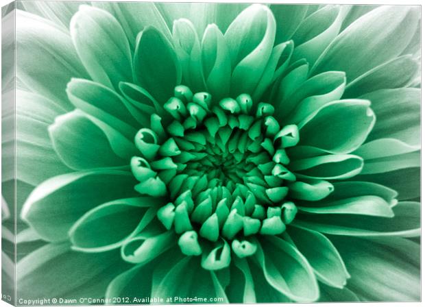 Green Flower Canvas Print by Dawn O'Connor