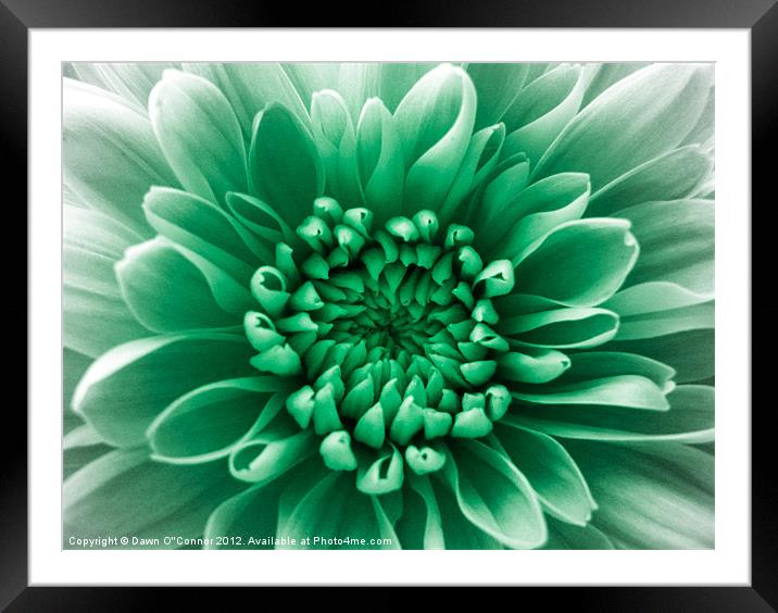 Green Flower Framed Mounted Print by Dawn O'Connor