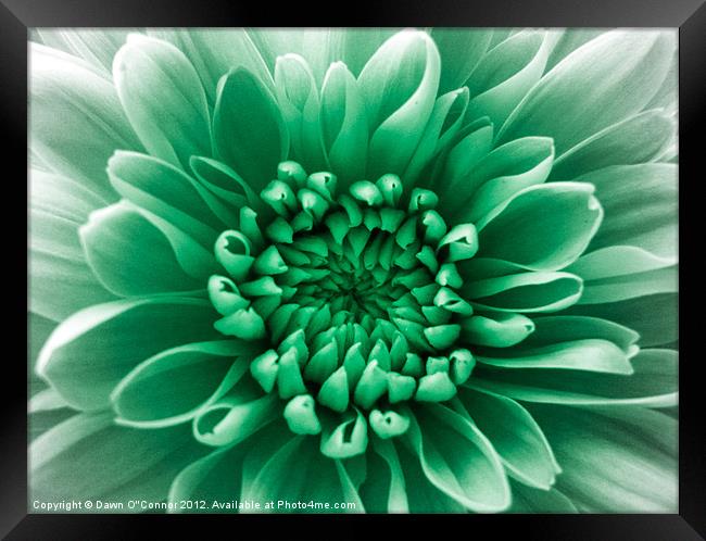 Green Flower Framed Print by Dawn O'Connor