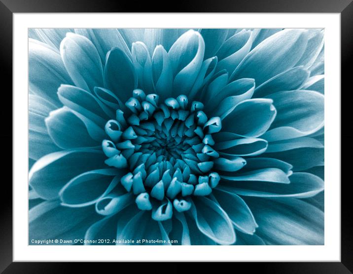 Blue Flower Framed Mounted Print by Dawn O'Connor