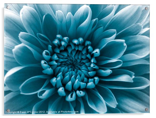 Blue Flower Acrylic by Dawn O'Connor