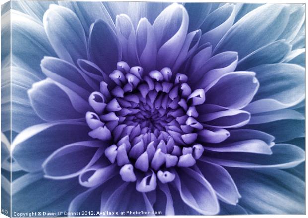 Purple Flower Canvas Print by Dawn O'Connor