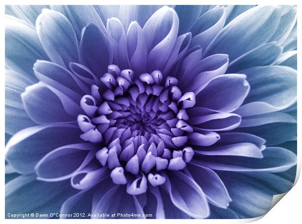 Purple Flower Print by Dawn O'Connor