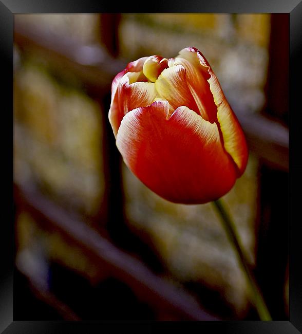 Tulip From Amsterdam Framed Print by Buster Brown