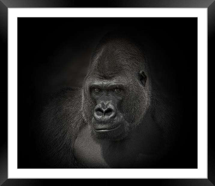 Gorilla Gorilla Framed Mounted Print by Peter Oak