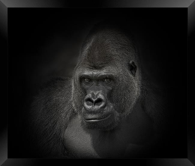 Gorilla Gorilla Framed Print by Peter Oak