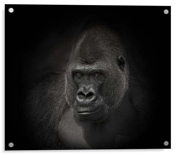 Gorilla Gorilla Acrylic by Peter Oak