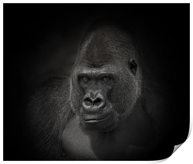 Gorilla Gorilla Print by Peter Oak