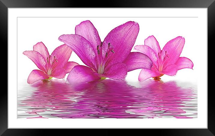 Lillies Framed Mounted Print by Dawn Gillies