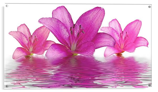 Lillies Acrylic by Dawn Gillies